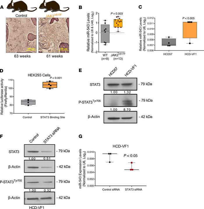 
JAK2V617F mutation promotes increase in miR-543 levels.
(A) Representat...