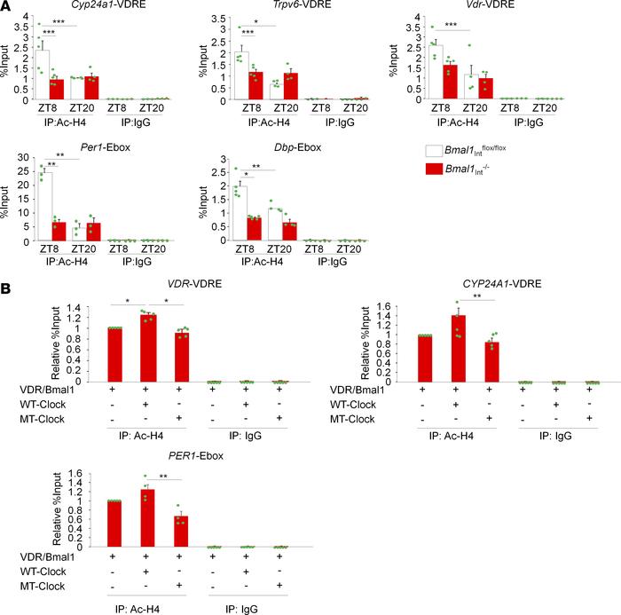 Clock enhances acetylated histone H4 levels at VDR target genes.
(A) Ace...