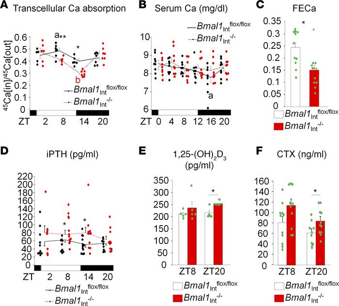Transcellular Ca absorption is decreased in Bmal1Int–/–mice.
(A) Transce...