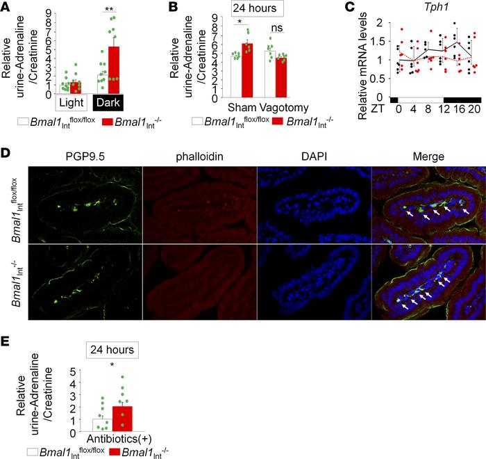Sympathetic tone is elevated in Bmal1Int–/– mice.
(A and B) Sympathetic ...