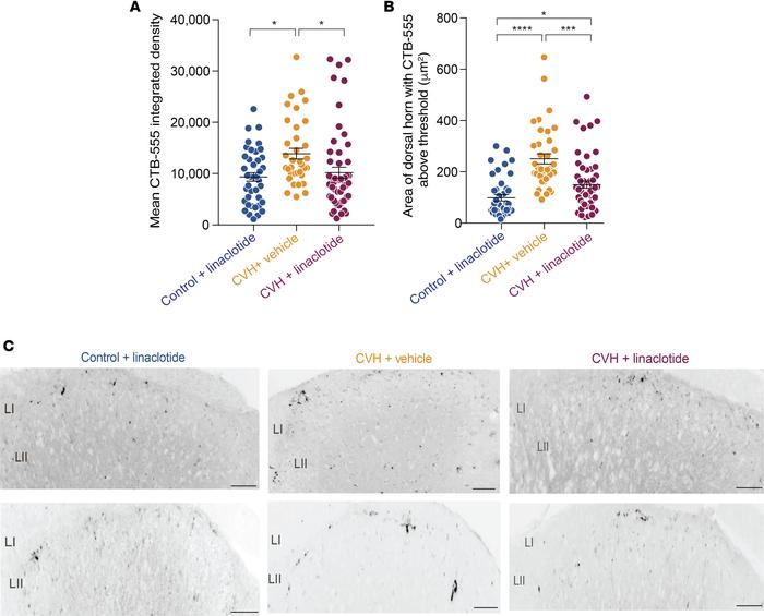 Chronic oral administration of linaclotide reduces sprouting of colonic ...