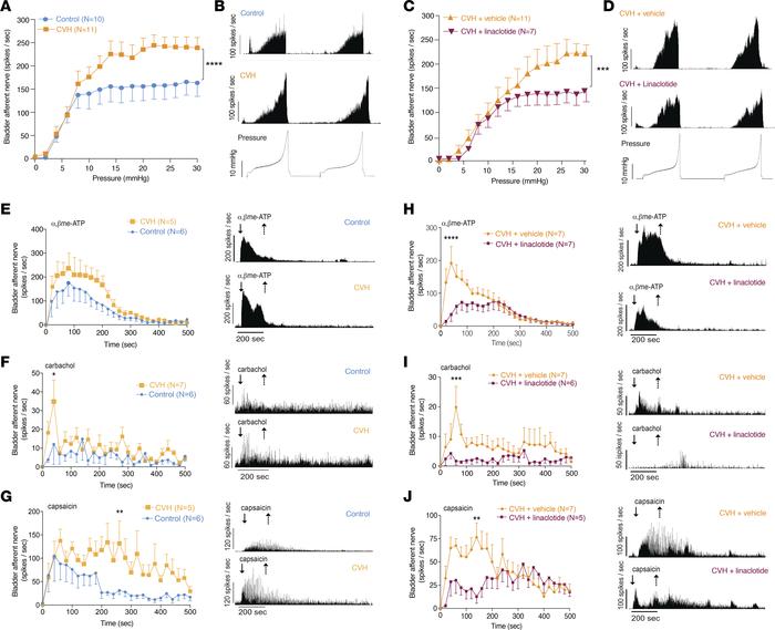 CVH mice display abnormal bladder afferent responses to mechanical and c...