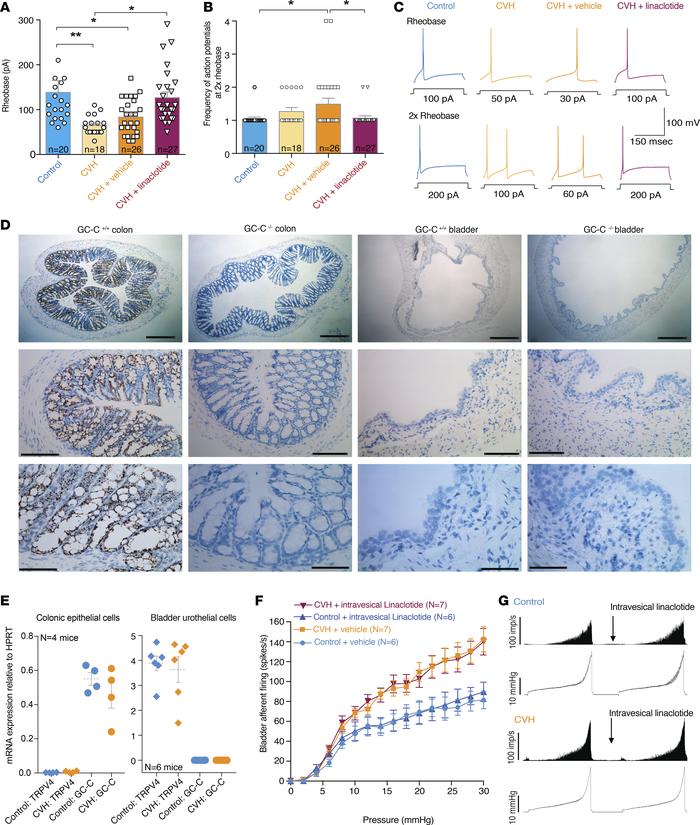 Chronic oral administration of linaclotide reverses CVH-induced bladder ...