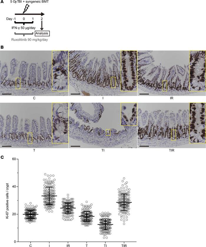 IFN-γ modulation of ileal crypt cell proliferation in response to irradi...