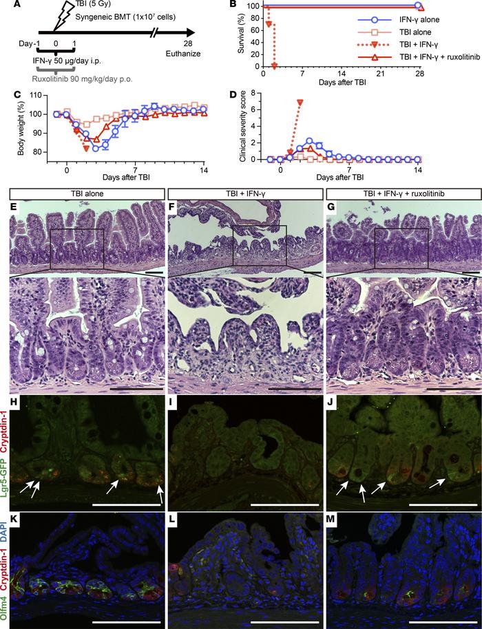 IFN-γ increases the radiosensitivity of intestinal epithelial tissue.
(A...
