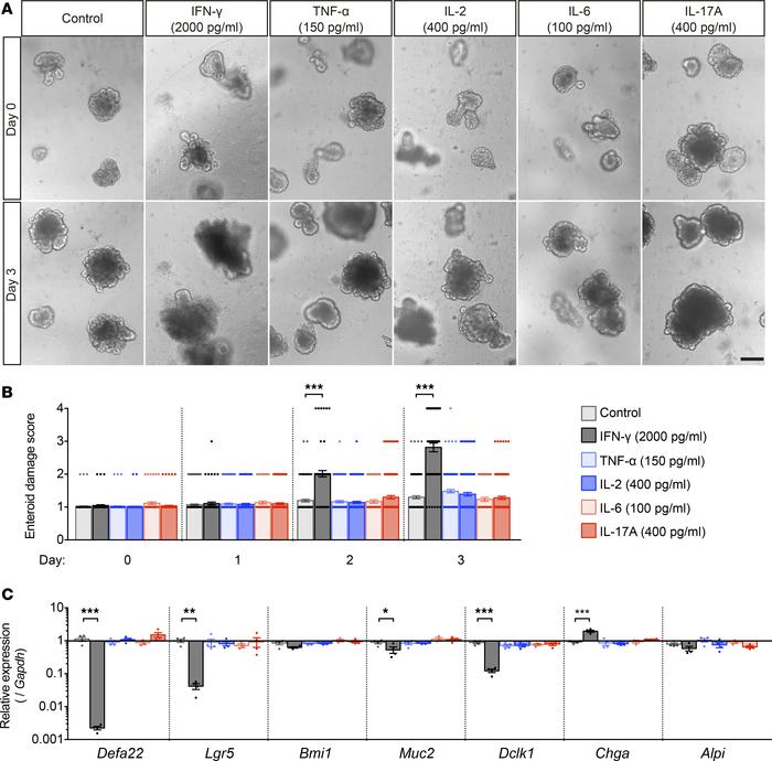 IFN-γ induces enteroid damage.
(A) Enteroids were exposed to IFN-γ, TNF-...