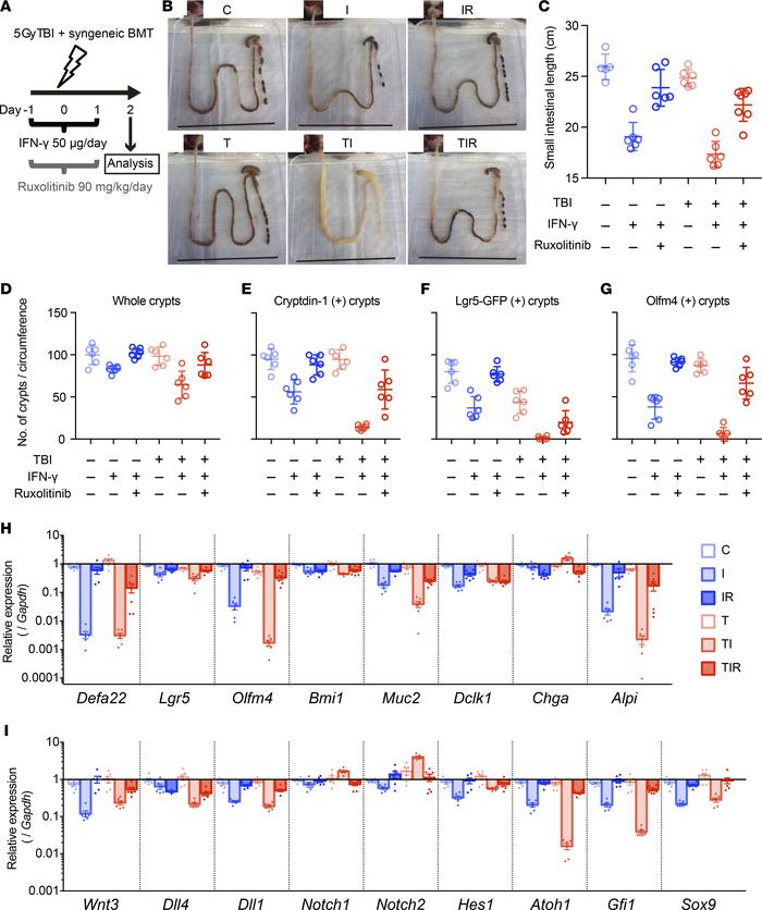 Aggravated radiation enteropathy and impaired epithelial regeneration in...