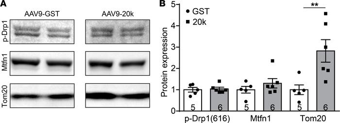GJA1-20k does not affect the amount of active Drp1 fission protein or Mi...