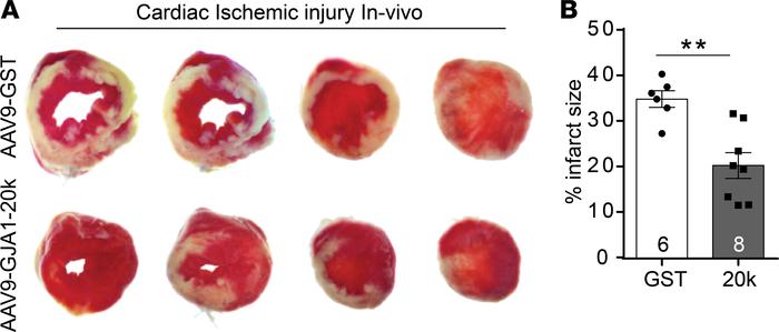GJA1-20k protects the heart from ischemic injury in vivo.
(A) Representa...