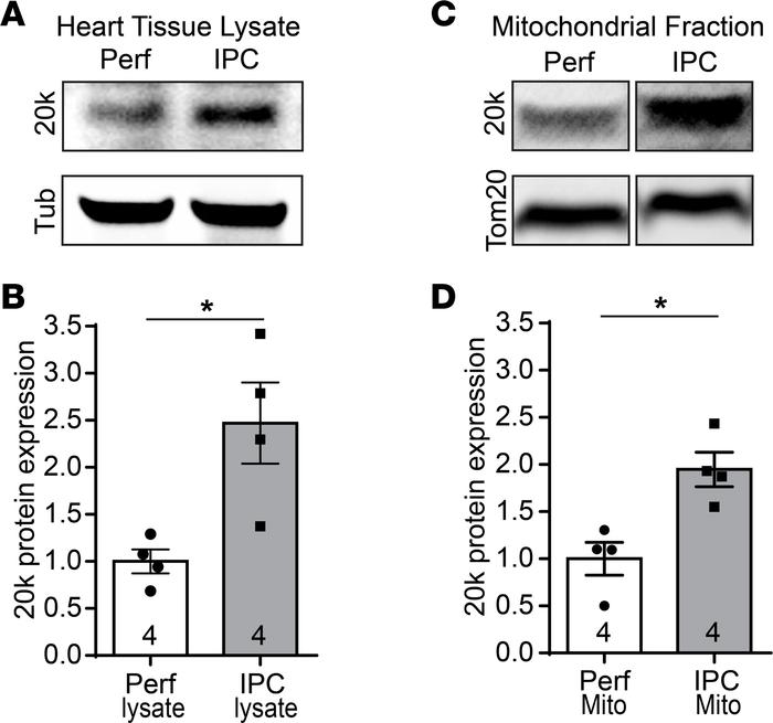 GJA1-20k increases with ischemic preconditioning.
Western blots of total...