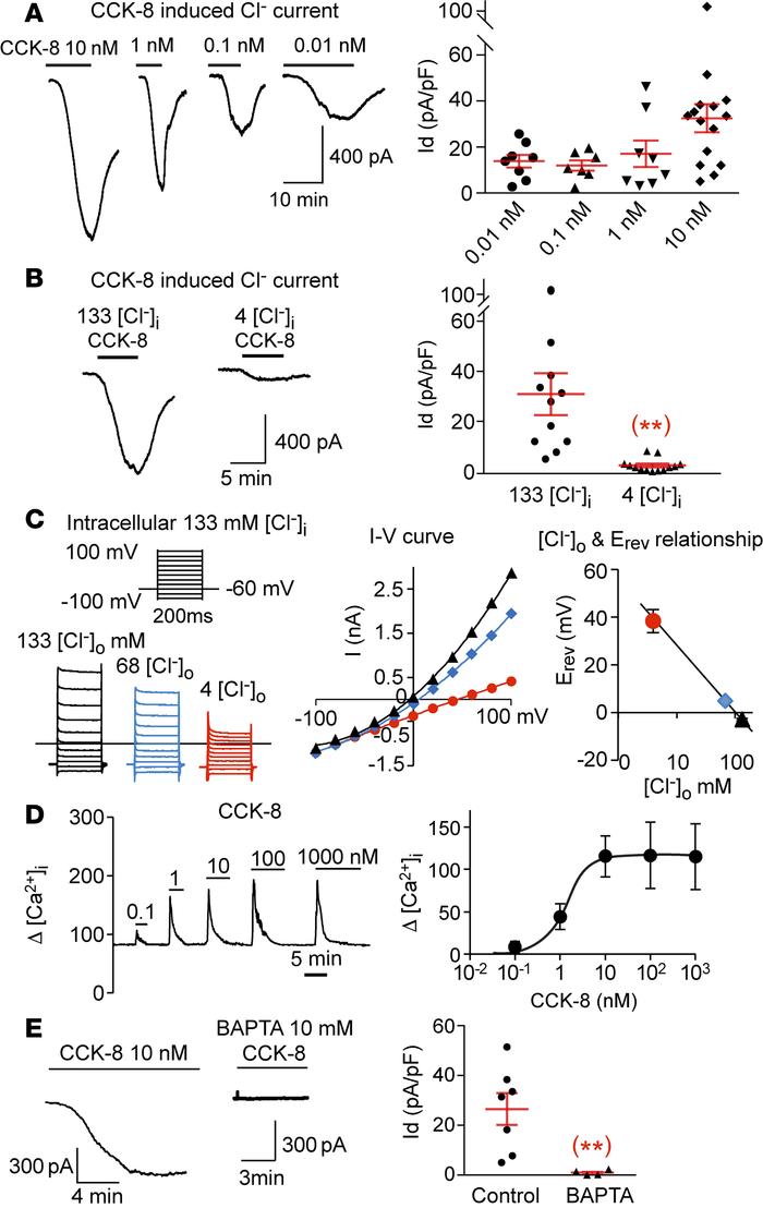 CCK-8 induces a Cl‑ current in nodose neurons.
(A) CCK-8 dose-dependentl...