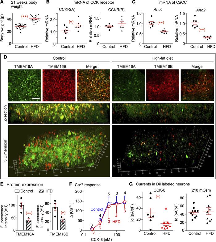 HFD suppresses CCK-8 responses and Ano1 and Ano2 expression in intestina...