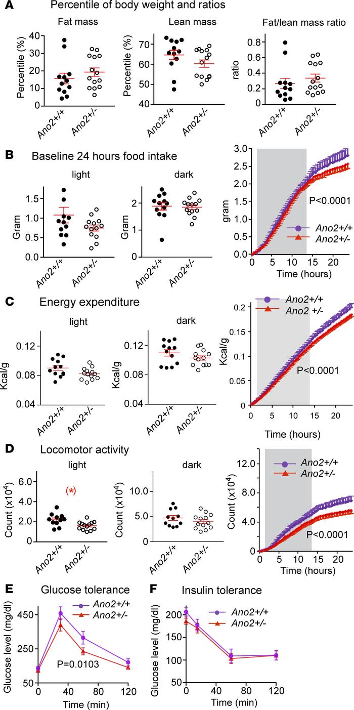 Metabolic changes in Nav1.8 Cre;Ano2fl/WT (Ano2+/–) mice.
(A) The percen...