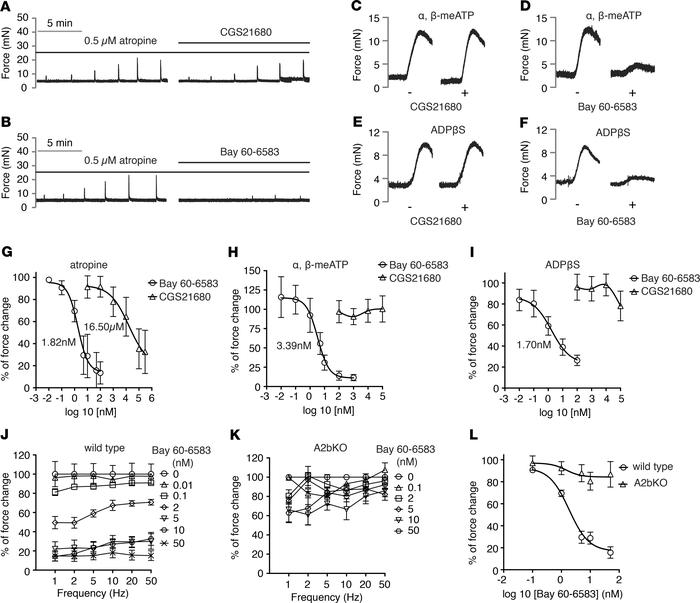 Adenosine A2b receptor is the major receptor in mediating inhibition of ...