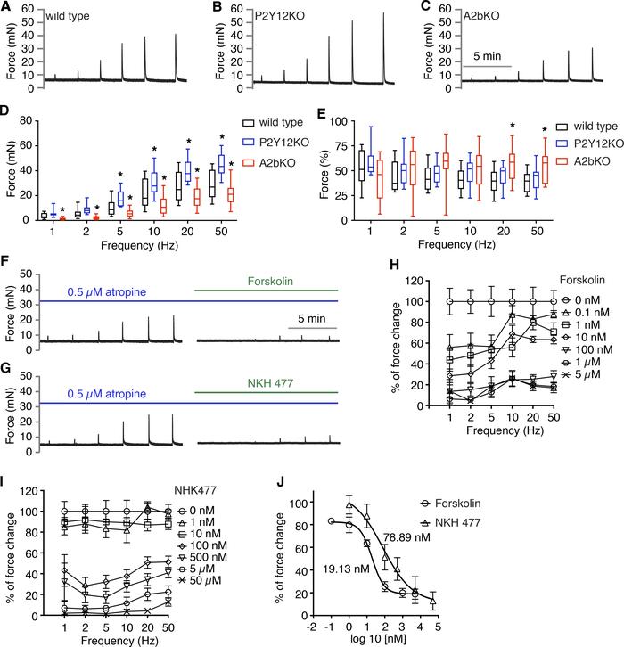 Deletion of P2Y12 or A2b receptor result in altered bladder smooth muscl...