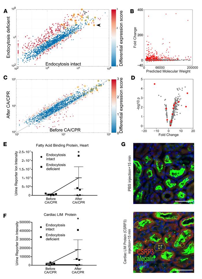 Low-molecular-weight proteinuria in LRP2fl/fl;apoECre mice reveals filte...