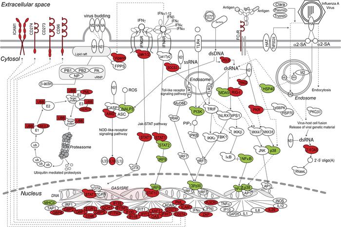 The IFN pathway is active during all stages of T1D.
Pathway diagram was ...