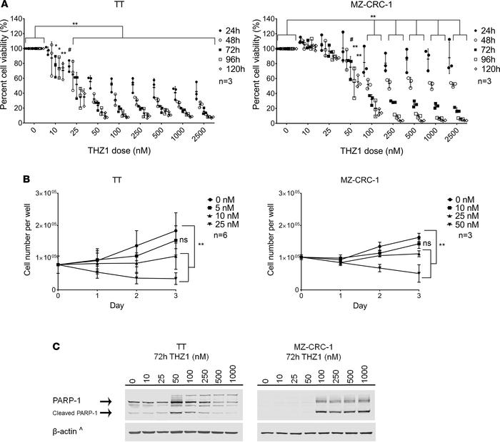 TT and MZ-CRC-1 cell metabolic activity and proliferation after THZ1 tre...