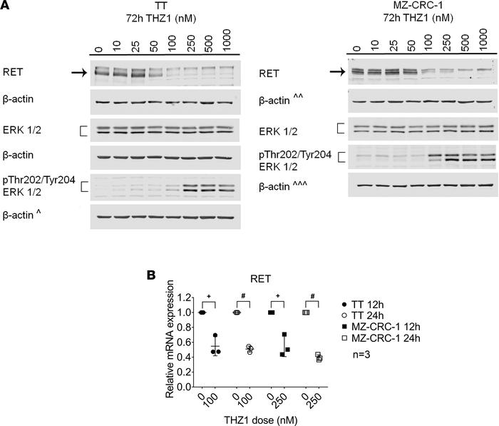 Downregulation of RET protein and mRNA in TT and MZ-CRC-1 cells with THZ...
