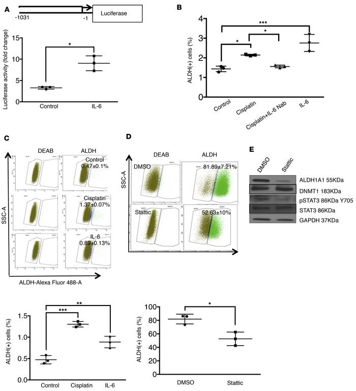 CDDP-induced IL-6 regulates ALDH1A expression and OCSC enrichment.
(A) O...