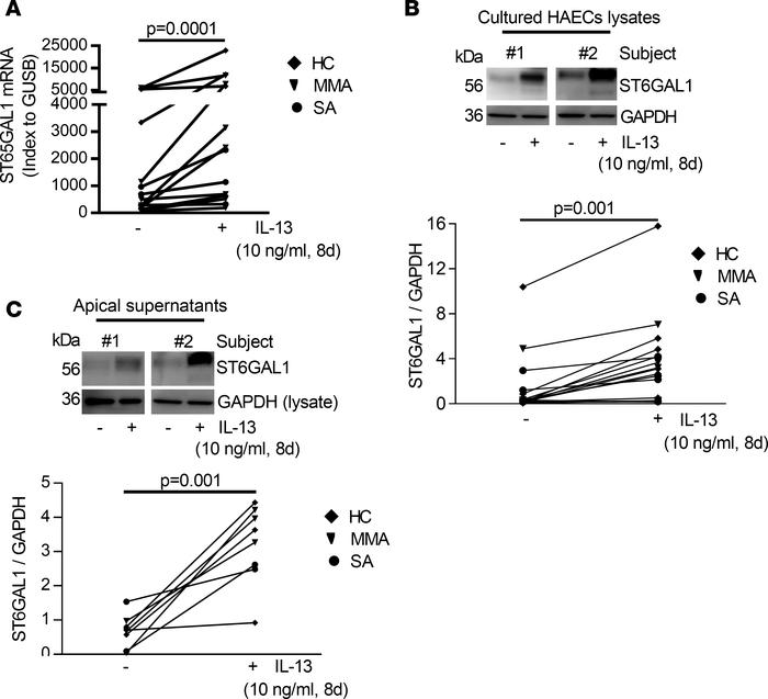 IL-13–induced ST6GAL1 mRNA and protein expression in intracellular and a...