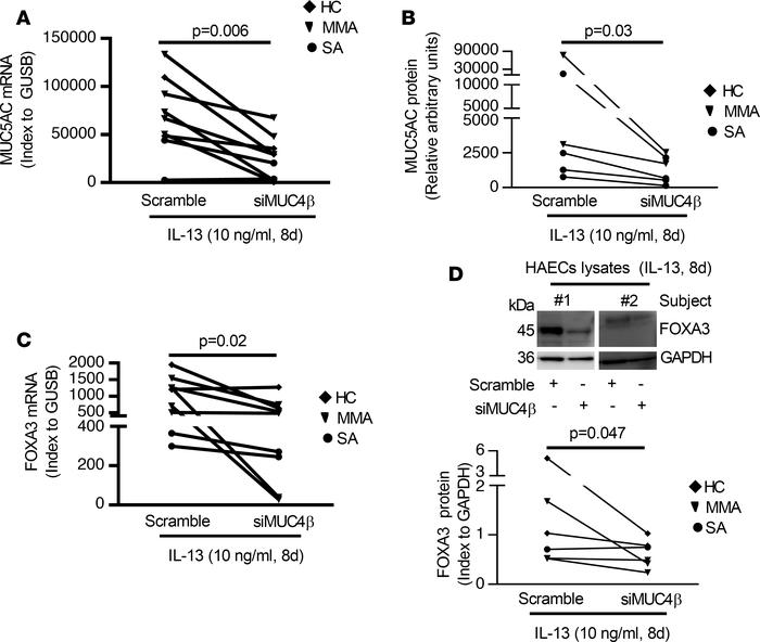 Knockdown of MUC4β decreased T2-induced goblet cell differentiation in 8...