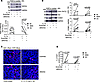Knockdown of MUC4β primarily decreased its N-glycosylated/sialylated isofor
