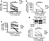 Knockdown of MUC4β decreased T2-induced goblet cell differentiation in 8-da