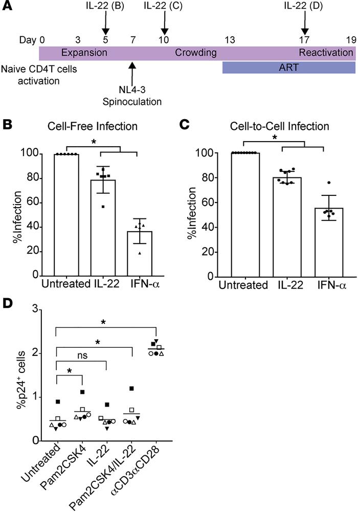 IL-22 promotes an antiviral state in CD4+ T cells.
(A) Experimental assa...