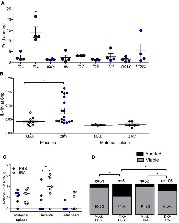 In utero exposure to ZIKV increases placental IL-1β.
At E10, pregnant CD...