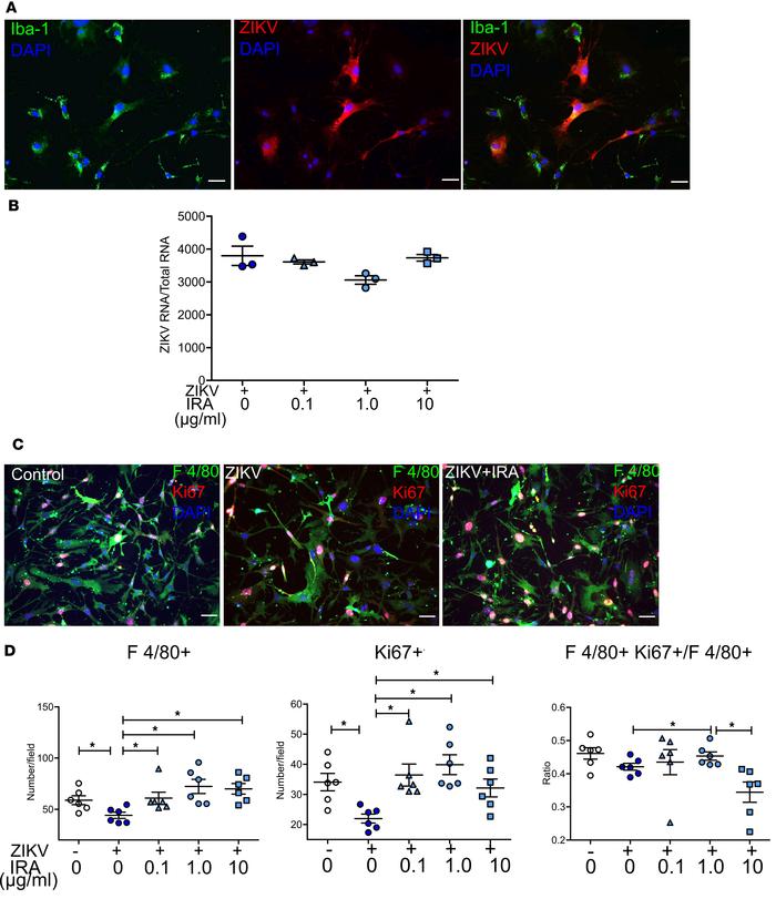 IL-1 receptor antagonist increases microglial proliferation in vitro.
Pr...