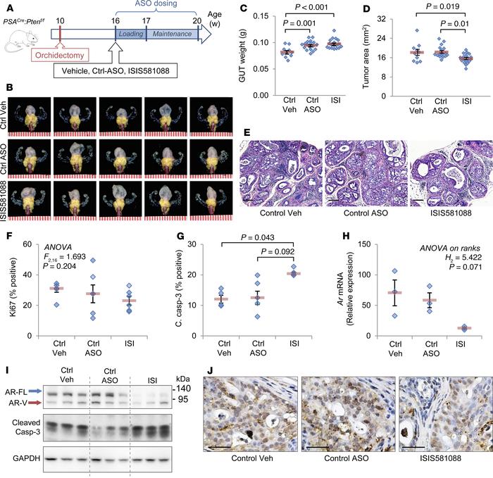 ISIS581088 demonstrates antitumor activity against murine Pten-deficient...