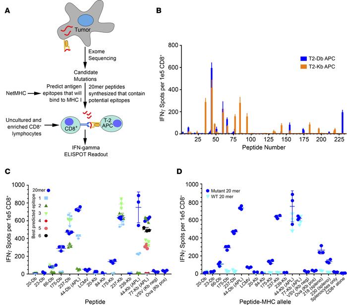 Neoantigen prediction pipeline and estimation of immunogenicity.
(A) Tum...