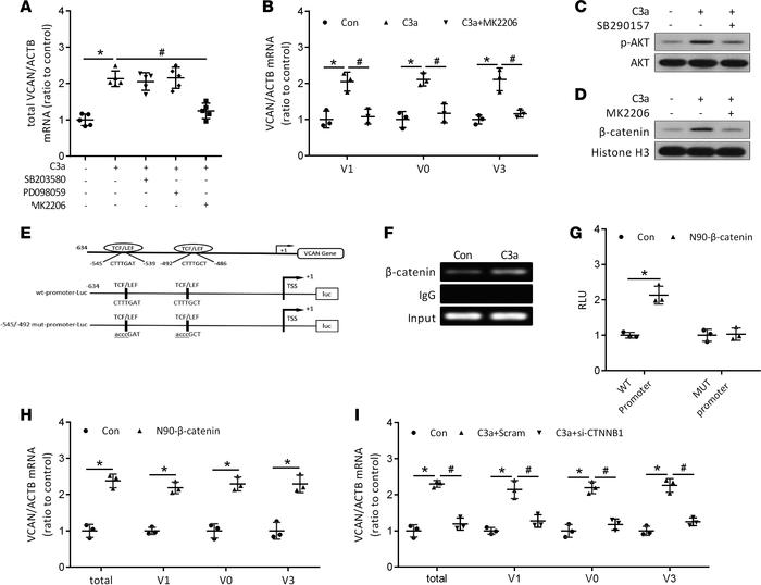 C3a induces versican expression by activating the AKT/β-catenin pathway ...
