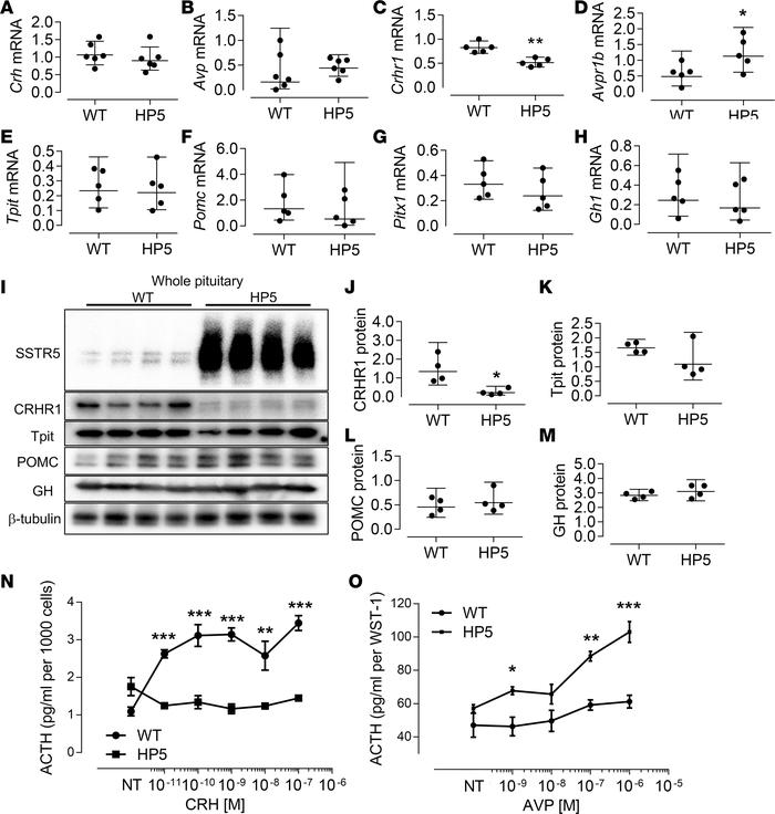 Pituitary CRHR1 expression and action are attenuated in HP5 mice.
Hypoth...