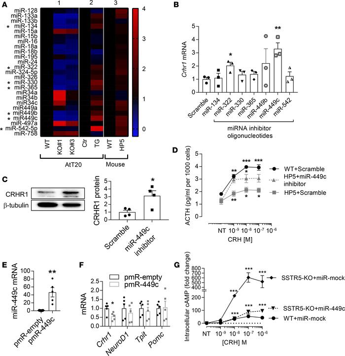 SSTR5 downregulates CRHR1 signaling via miRNA-449c.
(A) Heatmap represen...