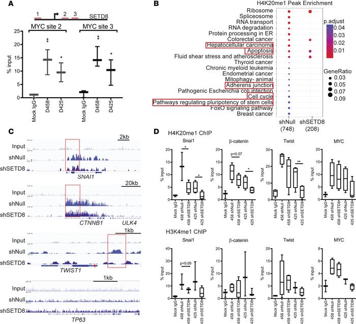 Directed modification of H4K20 by SETD8 on key EMT gene promoters.
(A) C...