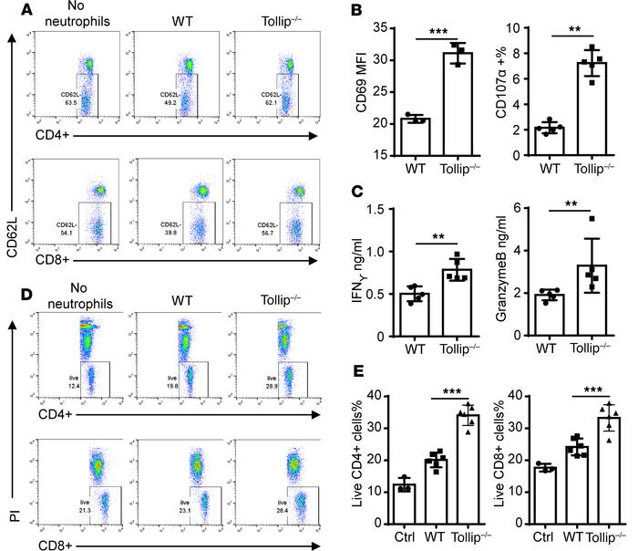 Tollip–/– neutrophils facilitated T cell activation and survival.
(A) Sp...