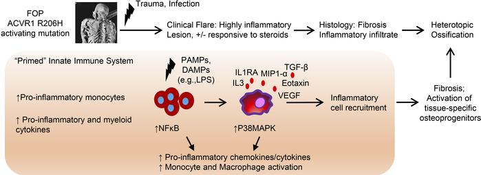 Summary of the innate immune system dysfunction in FOP and other forms o...