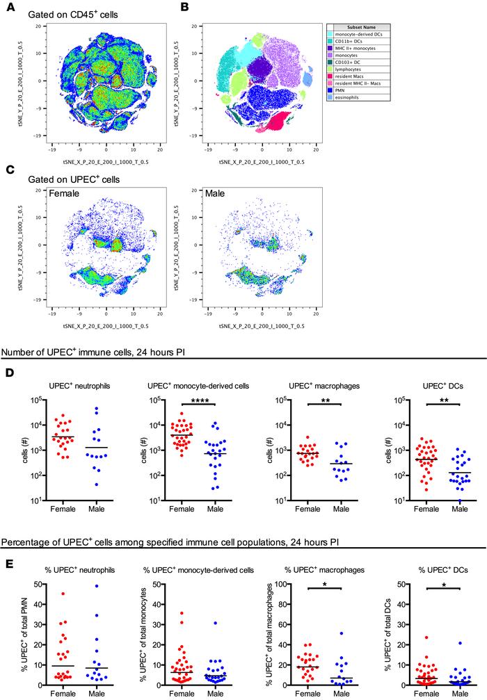 Immune cell populations contain more bacteria in female mice.
Female and...