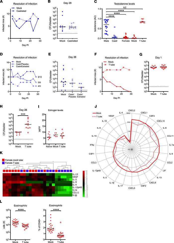 Testosterone treatment induces persistent infection in female mice.
(A–E...