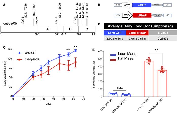 Expressing unphosphorylable pRb in the MBH inhibits DIO.
(A) Schematic r...