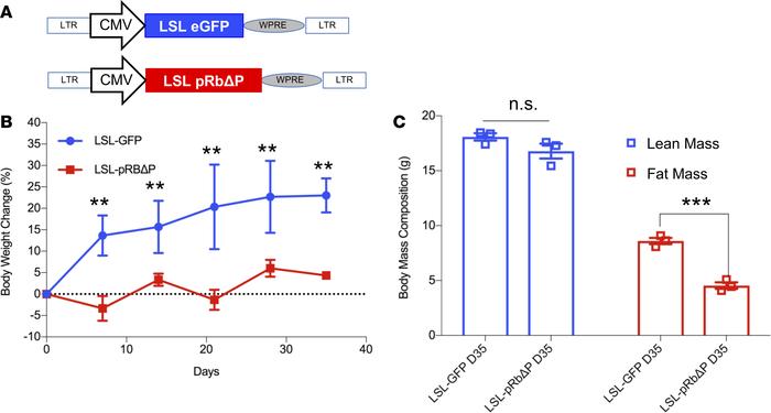 Expressing unphosphorylable pRb conditionally in POMC neurons inhibits D...