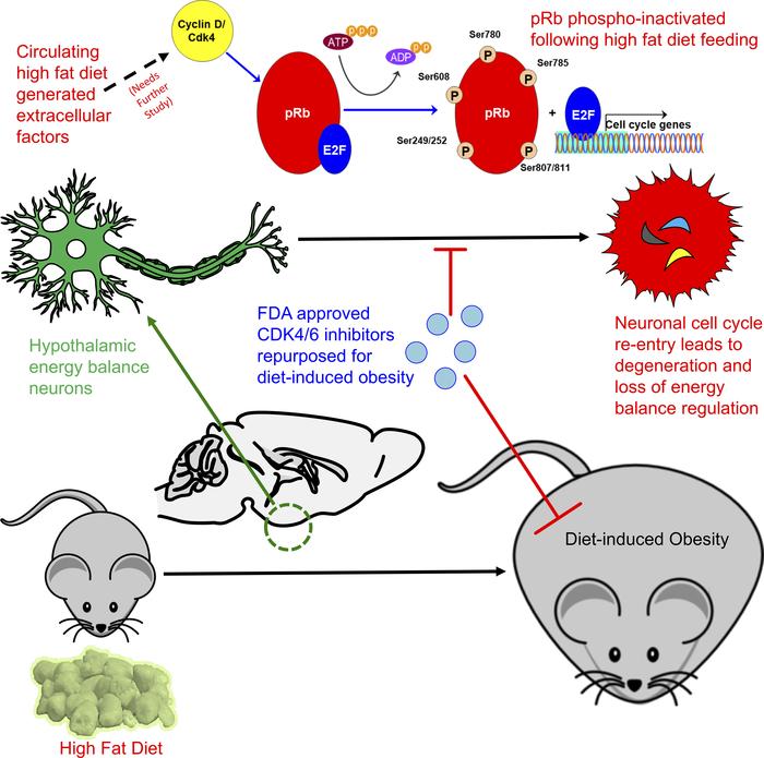 graphical abstract