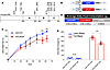 Expressing unphosphorylable pRb in the MBH inhibits DIO.