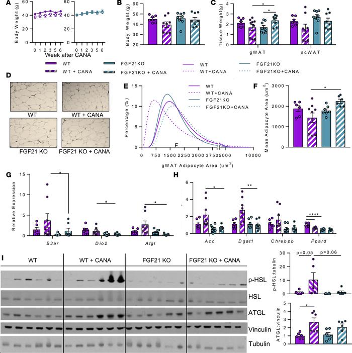 FGF21 is required for CANA-induced reduction in adipocyte size and activ...