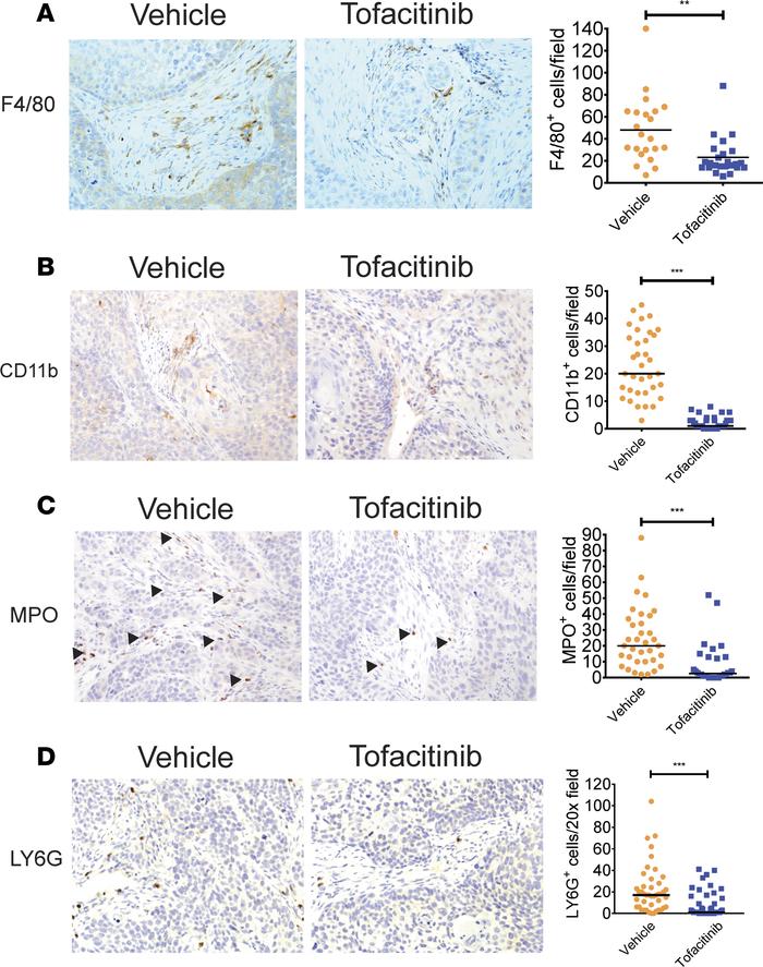 Treatment with tofacitinib reduced the number of inflammatory cells with...