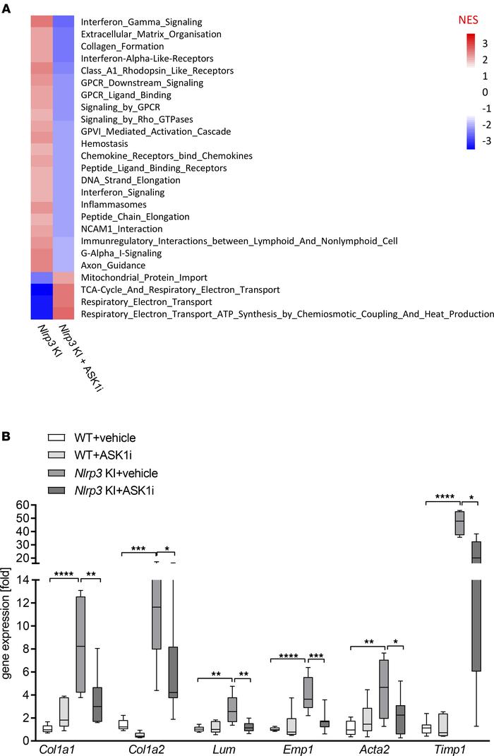 ASK1 inhibition significantly reduced hepatic expression of fibrosis gen...