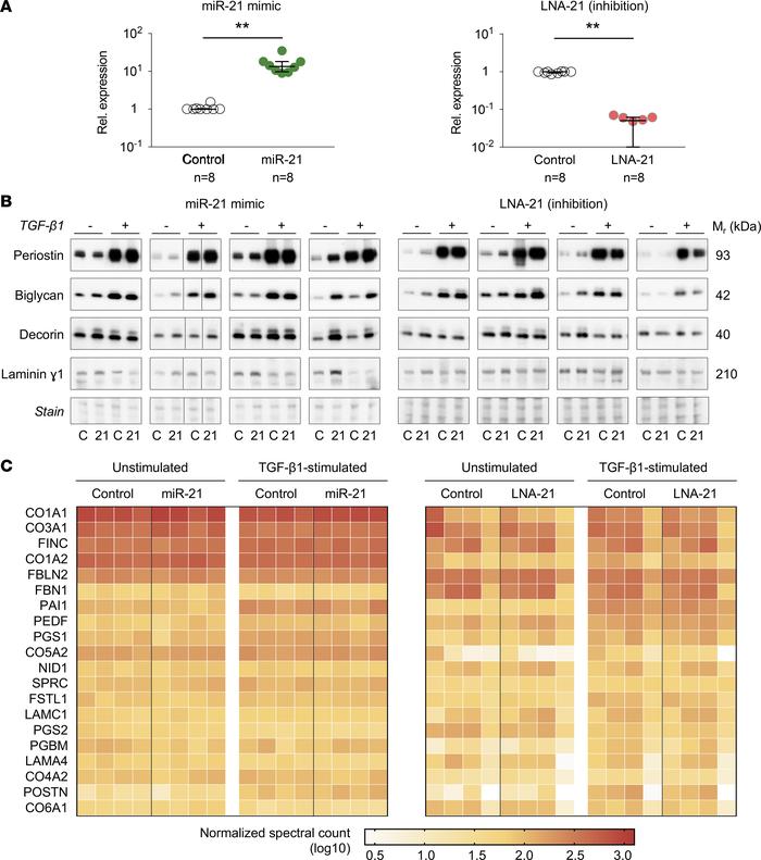 Transfections of cardiac fibroblasts with miR-21 mimic and inhibitor.
(A...