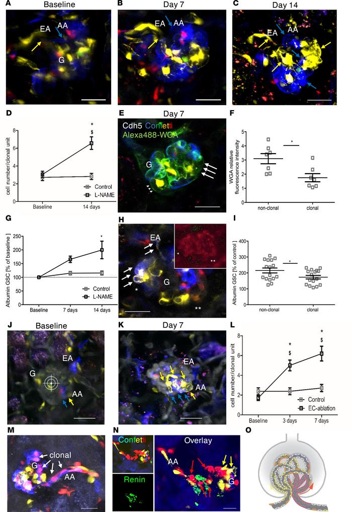 In vivo serial MPM imaging of the clonal expansion and function of local...